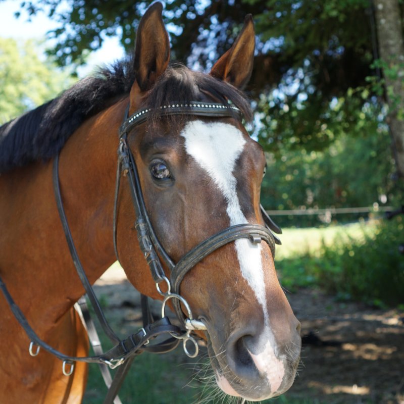 Schulpferd Safir
